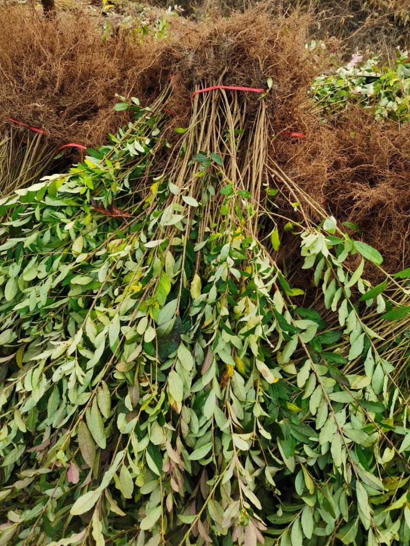 万亩新疆水蜡小苗基地出售水蜡苗，金叶水蜡苗，紫叶水蜡苗