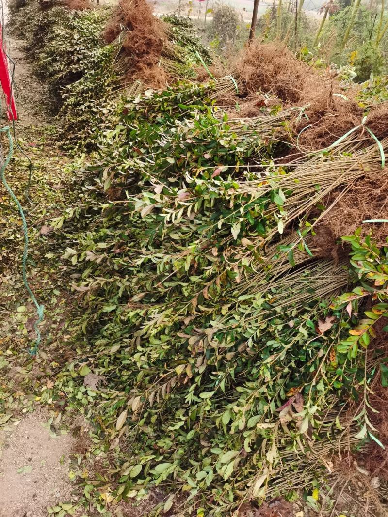 万亩新疆水蜡小苗基地出售水蜡苗，金叶水蜡苗，紫叶水蜡苗