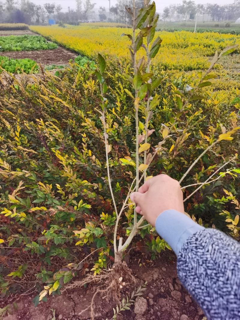 万亩新疆水蜡小苗基地出售水蜡苗，金叶水蜡苗，紫叶水蜡苗