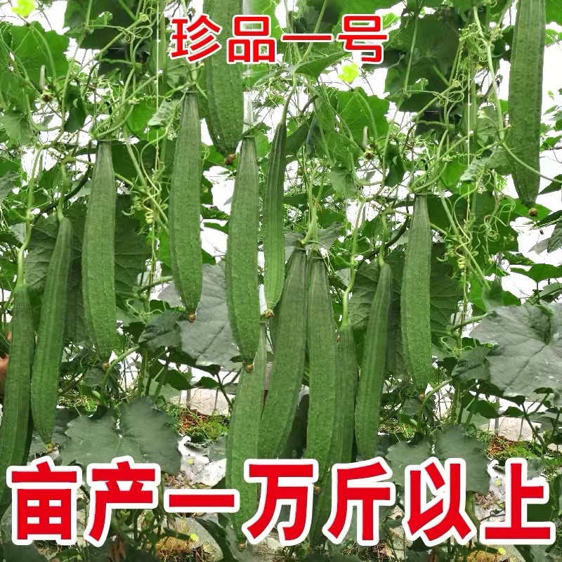 珍品一号丝瓜种子广东壹品丝瓜，八棱丝瓜棱角丝瓜杂交种子