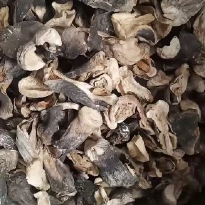 自种干草菇，质优价廉，一手货源。货源充足。