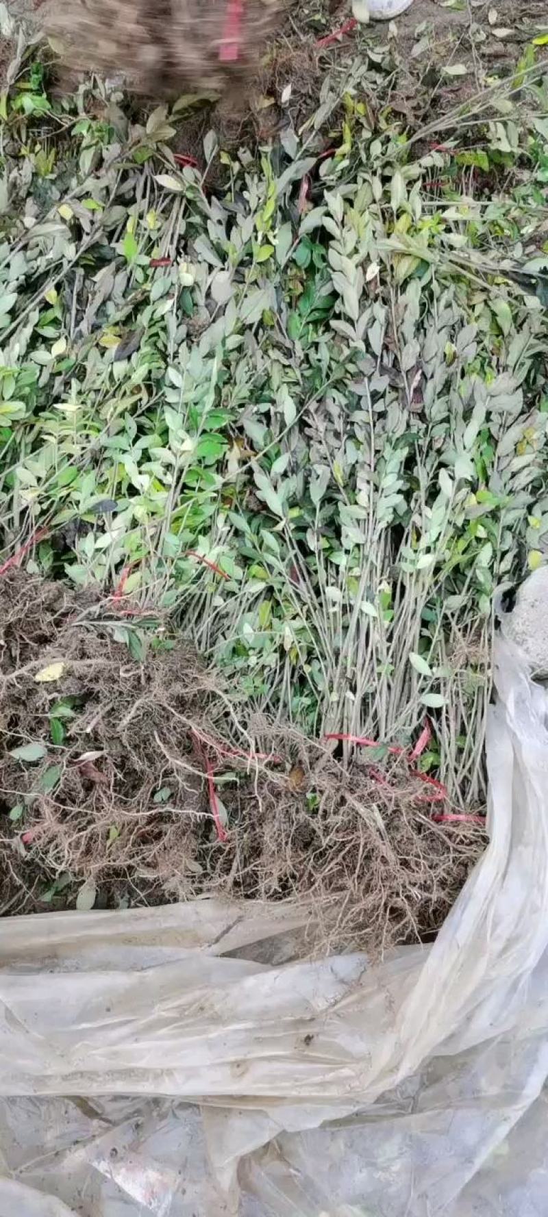 万亩新疆水蜡小苗基地出售水蜡苗，金叶水蜡苗，紫叶水蜡苗