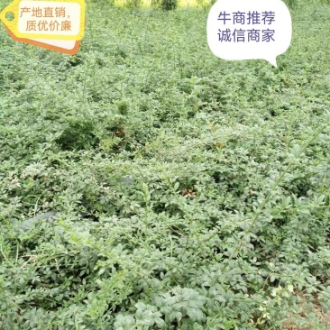迎春花苗产地直供，迎春，云南黄馨，迎春花质优价廉规格齐全
