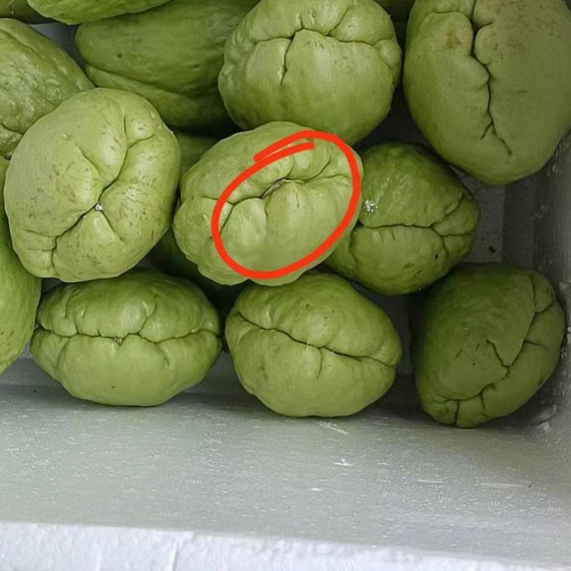 佛手瓜