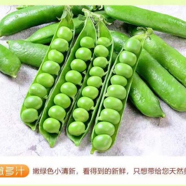 云南大理青豌豆带壳鲜嫩长寿仁水晶豌豆甜豌豆
