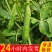 云南大理青豌豆带壳鲜嫩长寿仁水晶豌豆甜豌豆