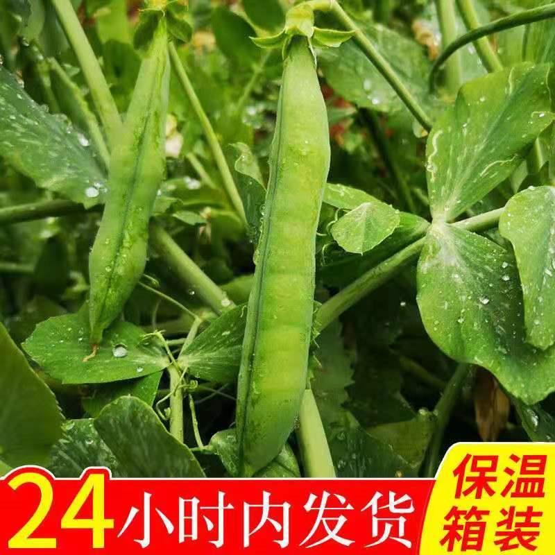 云南大理青豌豆带壳鲜嫩长寿仁水晶豌豆甜豌豆