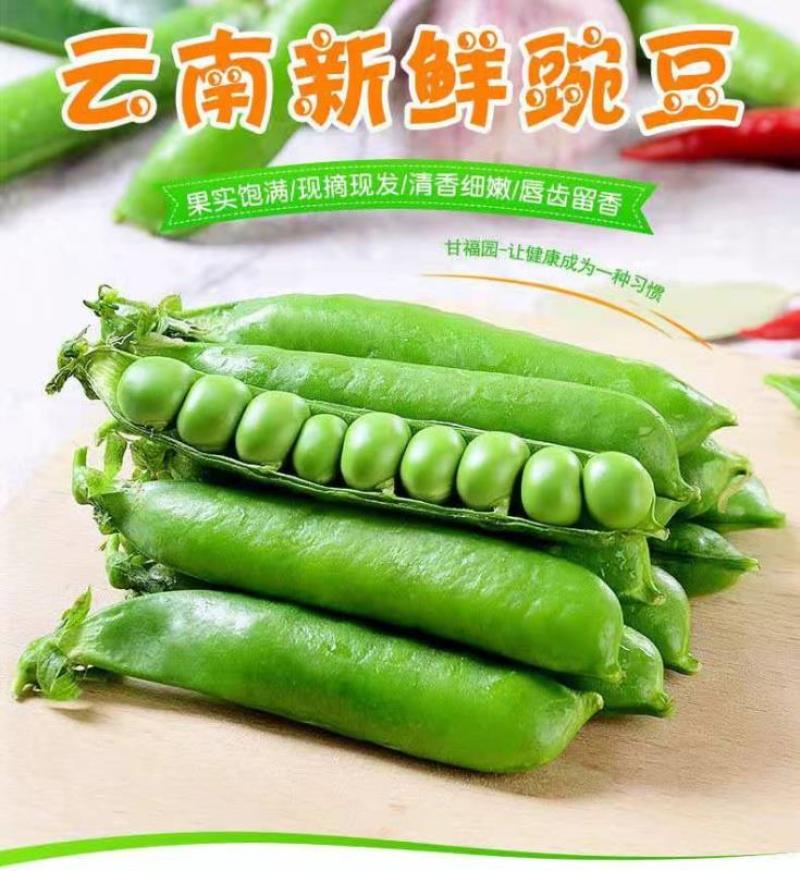 云南大理青豌豆带壳鲜嫩长寿仁水晶豌豆甜豌豆