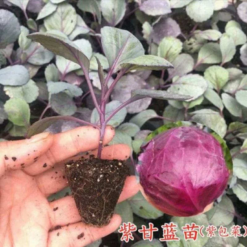 紫甘蓝苗，根系发达成活率高抗氧化能力强苗子清秀无病