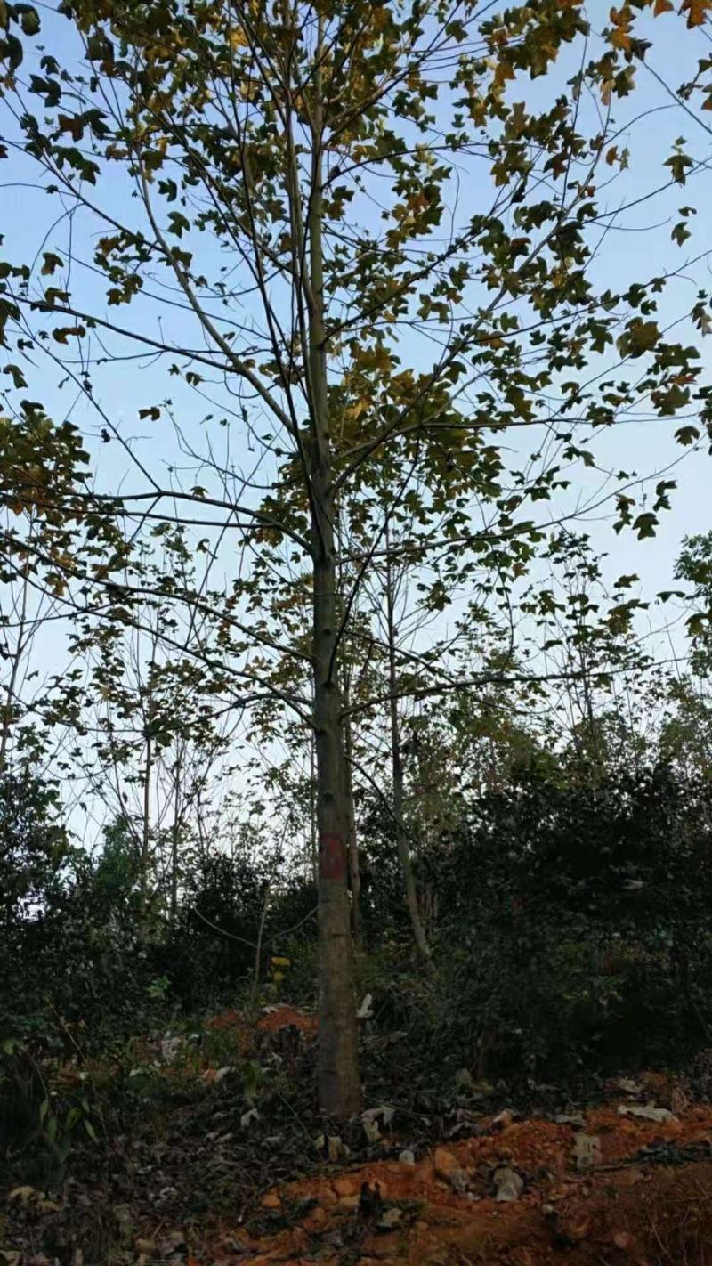 马褂木，别名鹅掌楸，马褂木树形挺拔，姿态优美，产地供应