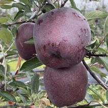 黑卡苹果新鲜黑钻苹果嘎啦不常见的水果没见过的水果脆甜稀有