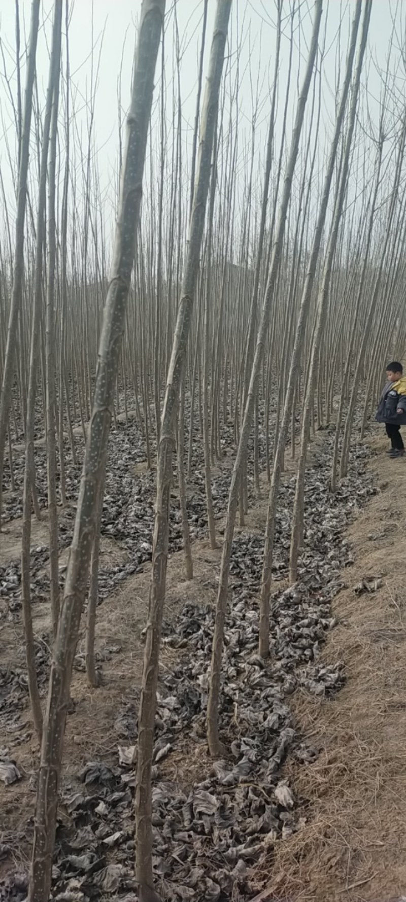 107速生杨，年后大量供应，