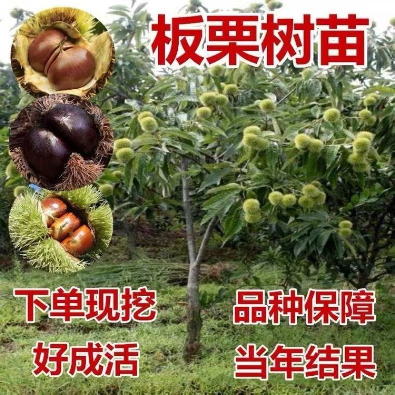 板栗苗树嫁接地栽南方北方种植大红袍当年结果特大板栗树果树