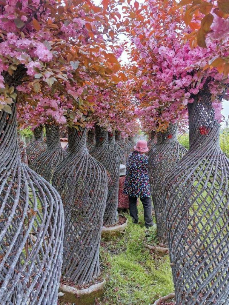 绿化苗木基地出售红梅花瓶，榆叶梅花瓶，紫薇花瓶，海棠花瓶