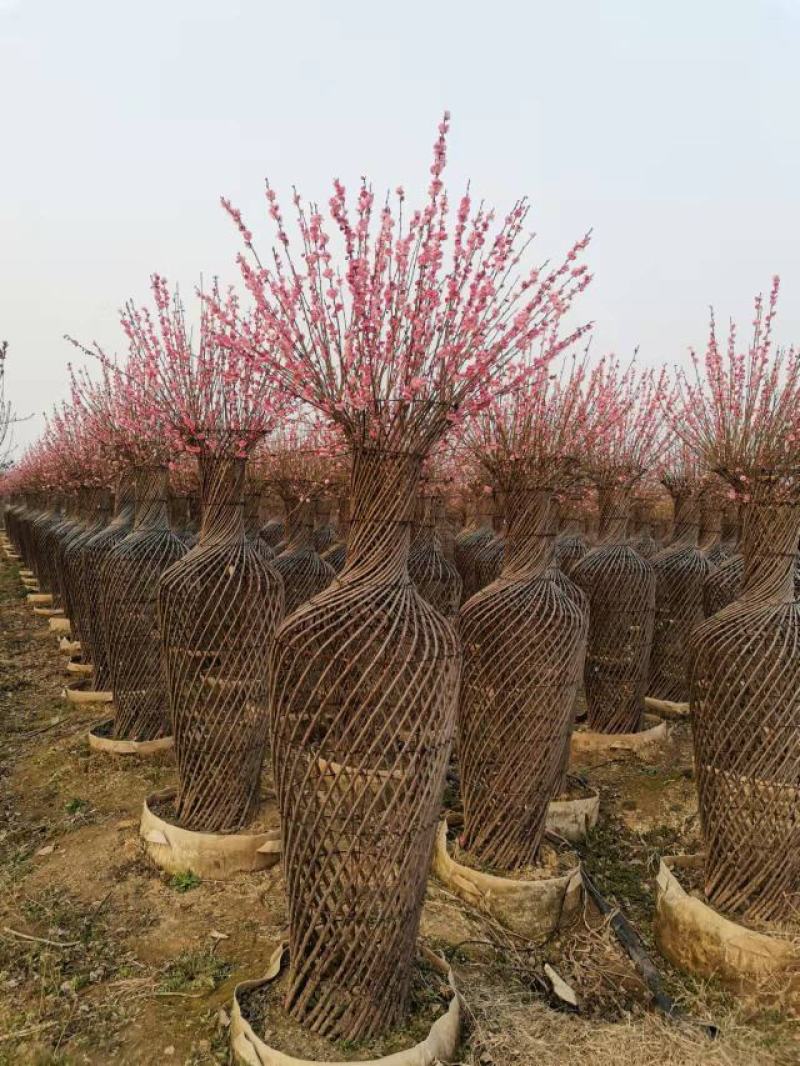 绿化苗木基地出售红梅花瓶，榆叶梅花瓶，紫薇花瓶，海棠花瓶