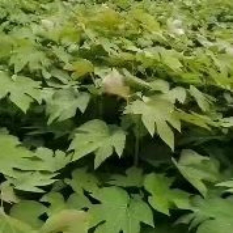油桐苗
