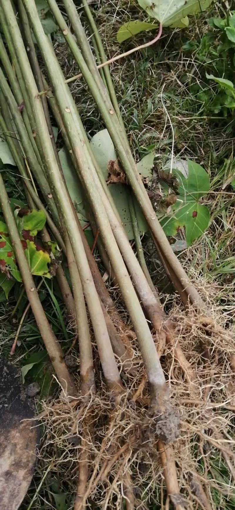 油桐苗