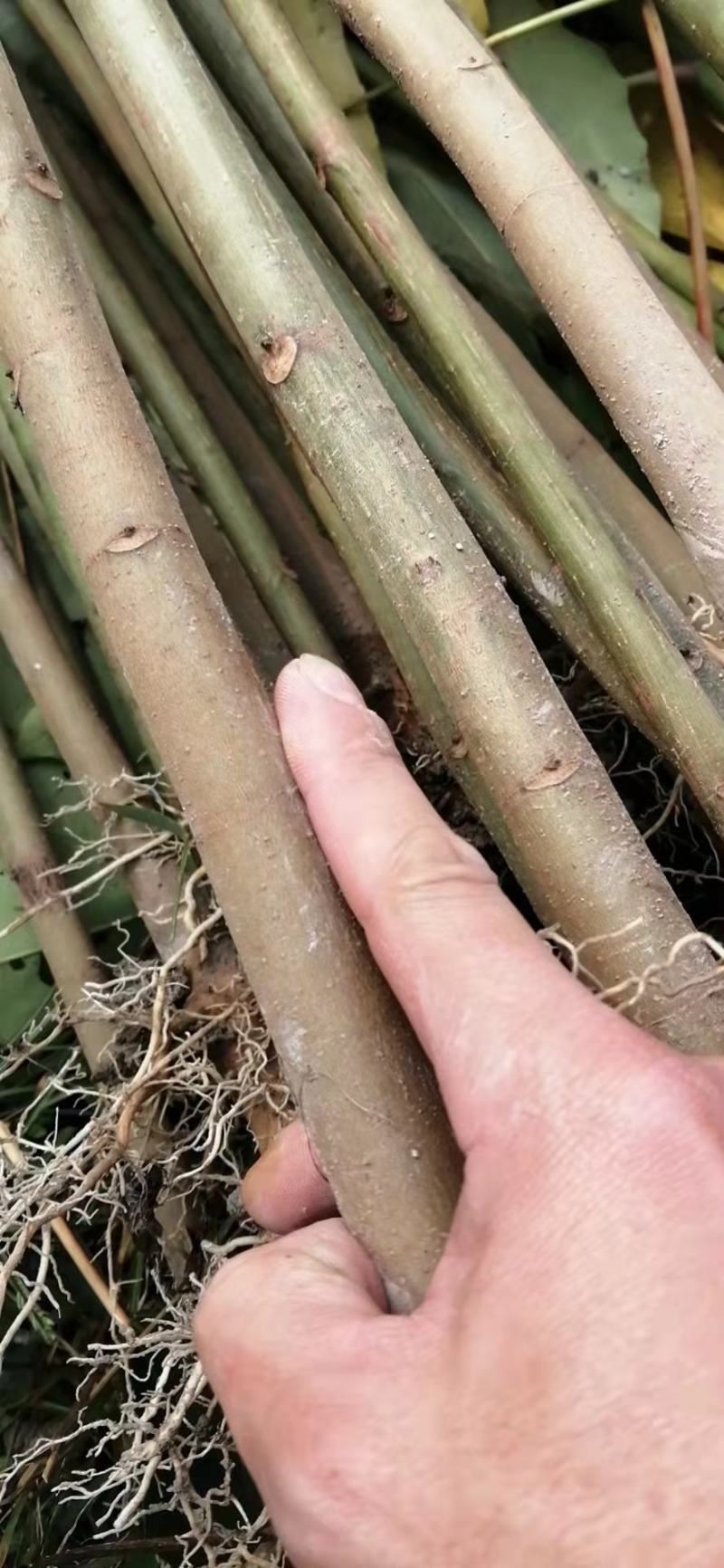 油桐苗