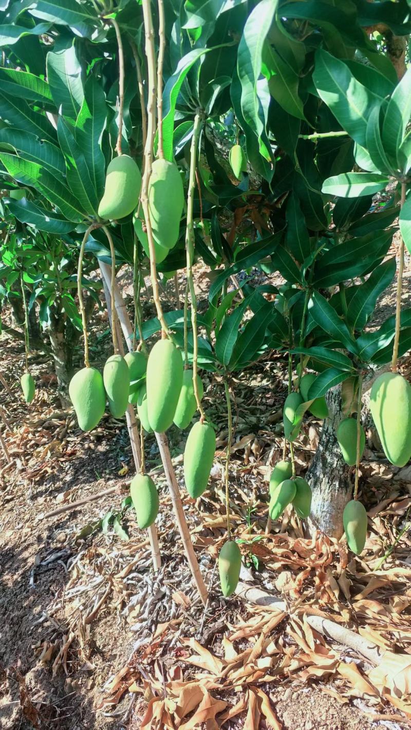 芒果海南精品台农一手货源商超对接直供电商/社区团购