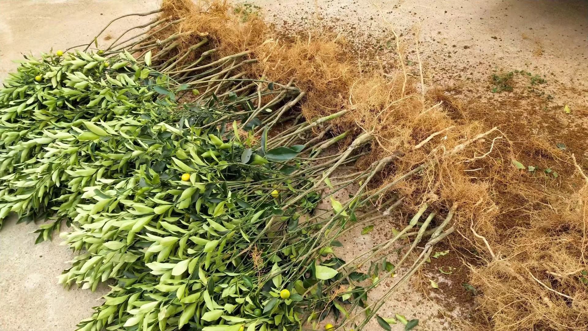 金桔扦插苗生长状态对比图