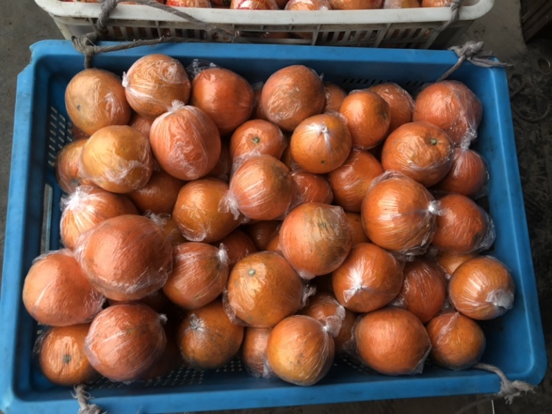 怀化市麻阳冰糖橙全国各地发货正品保证基地常年直供