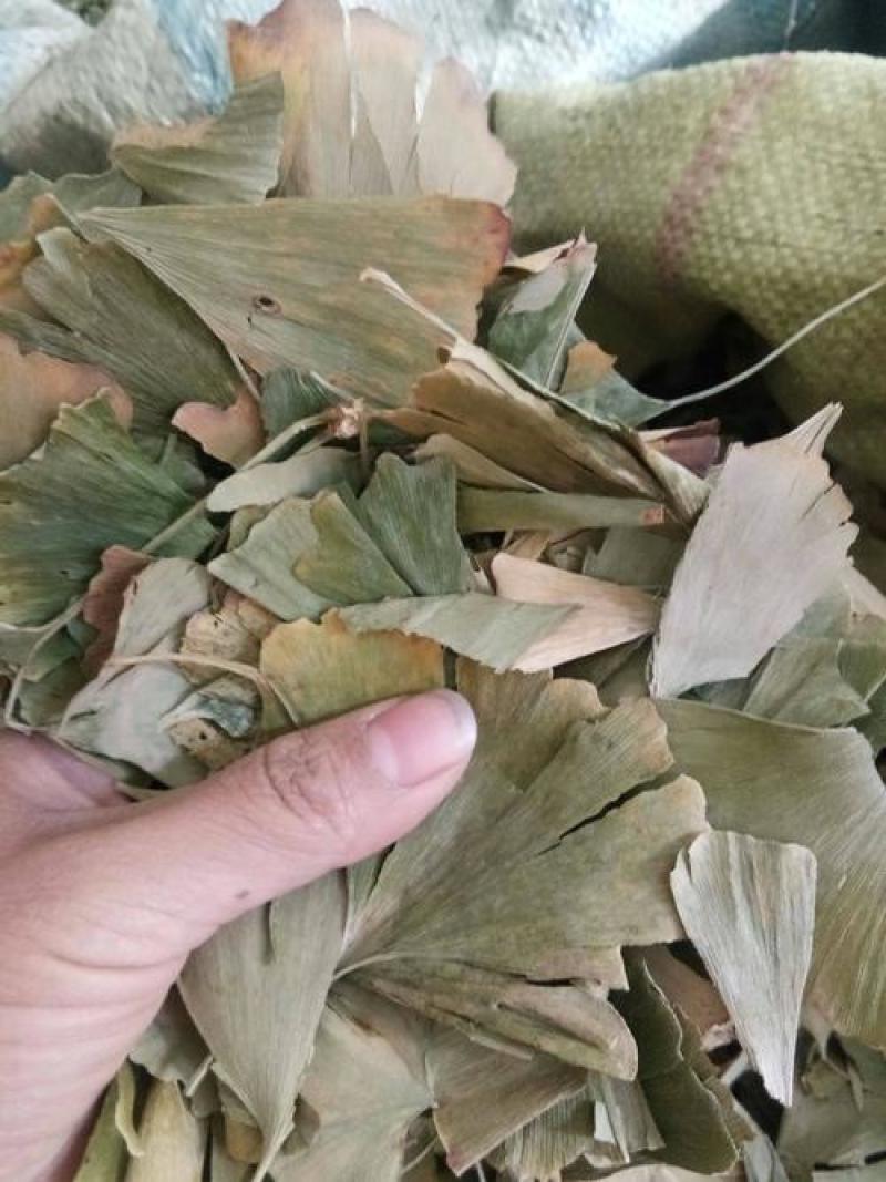 银杏叶，中药材白果叶质量保证经营各种中药材欢迎咨询选购