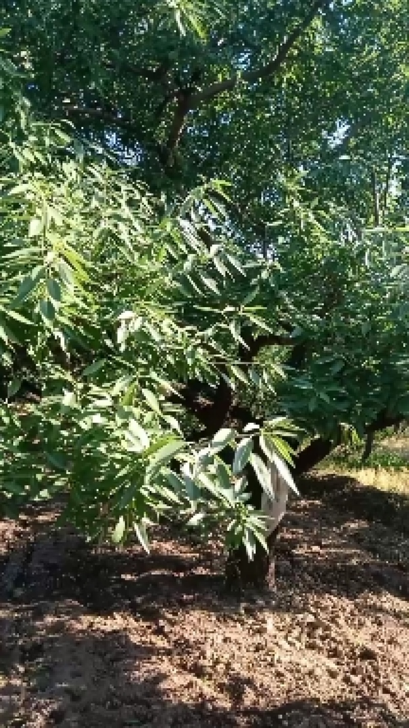 巴旦木树苗，扁桃树苗，优质纸皮品种，收益好，粗放式管理