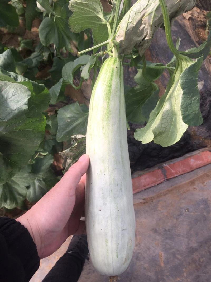 羊角蜜甜瓜上市，口感好品质好