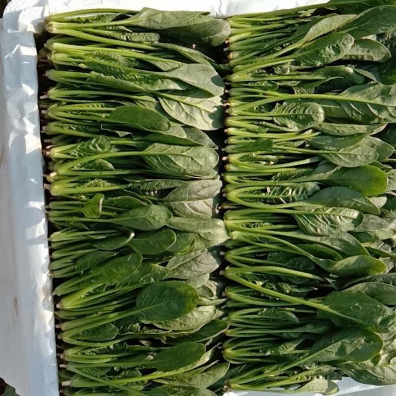 山东菠菜苗大叶菠菜做工精细质量保证对接市场电商