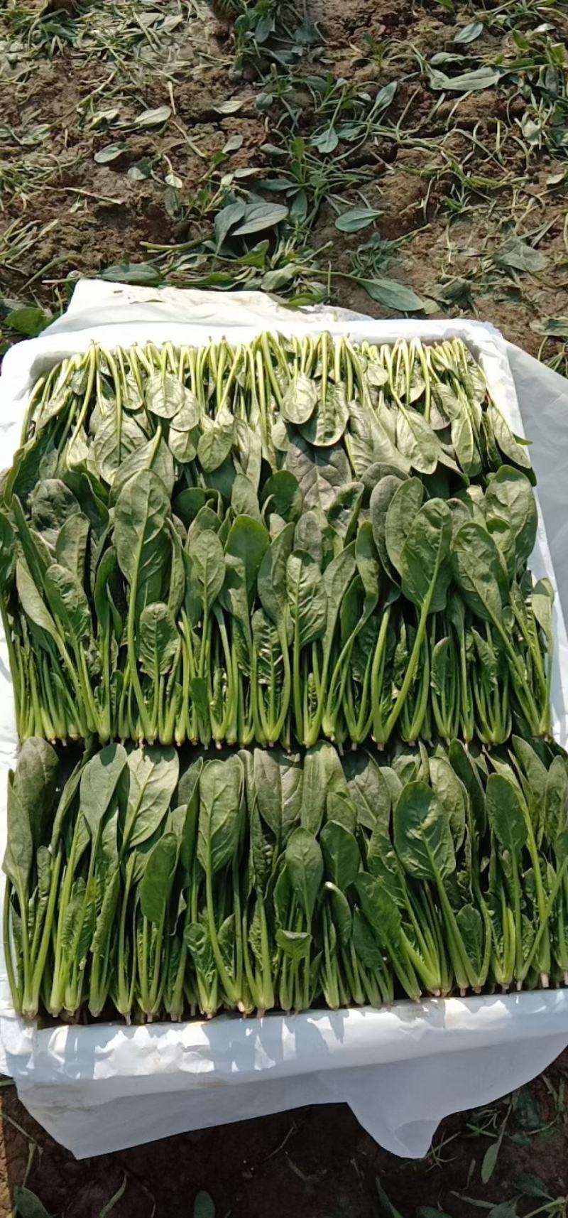 山东菠菜苗大叶菠菜做工精细质量保证对接市场电商