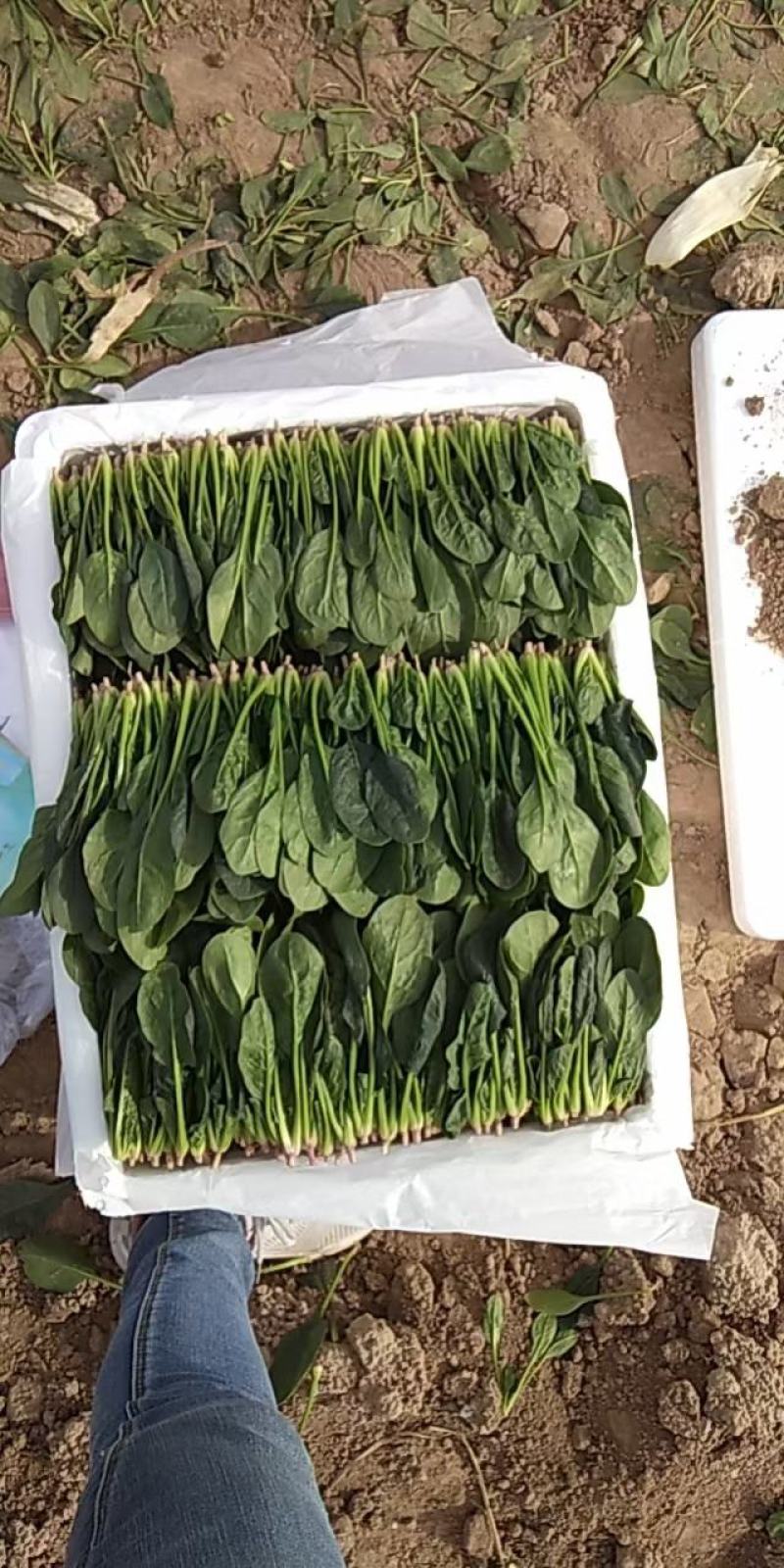 山东圆叶菠菜小叶菠菜做工精细质量保证产地直供