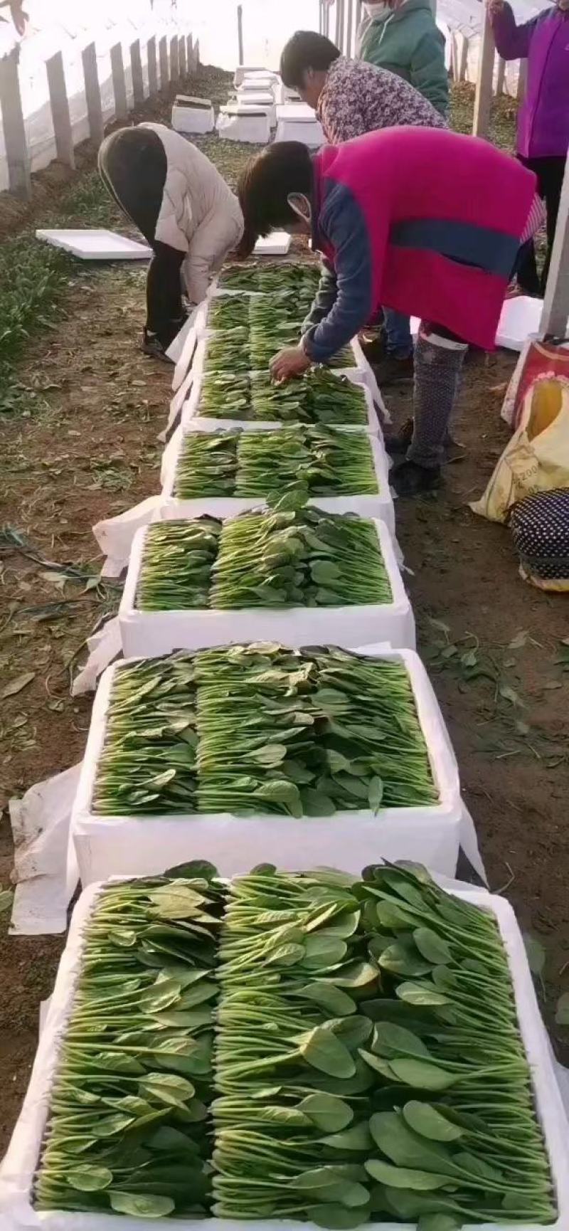 菠菜推荐圆叶菠菜大叶菠菜诚信第一做工精细质量保