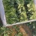 山东菠菜苗基地直供做工精细质量保证
