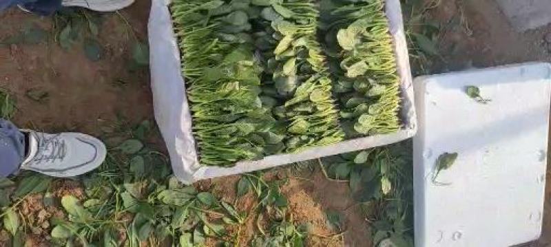山东菠菜苗基地直供做工精细质量保证