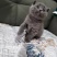 英短蓝猫