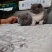 英短蓝猫
