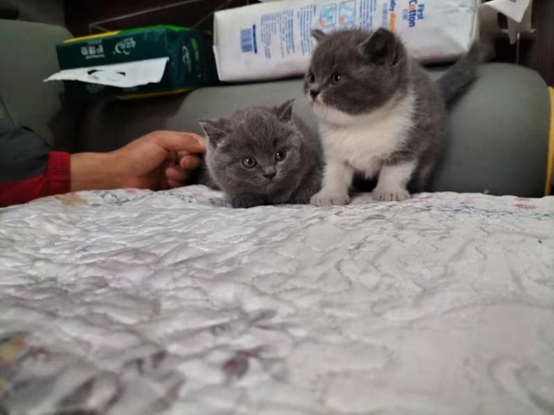 英短蓝猫