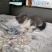 英短蓝猫