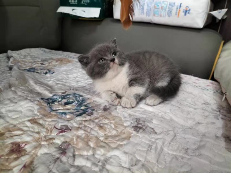 英短蓝猫
