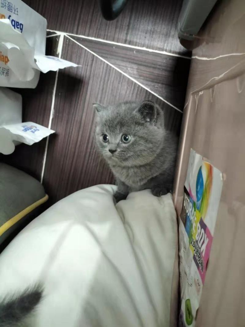英短蓝猫