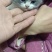 英短蓝猫