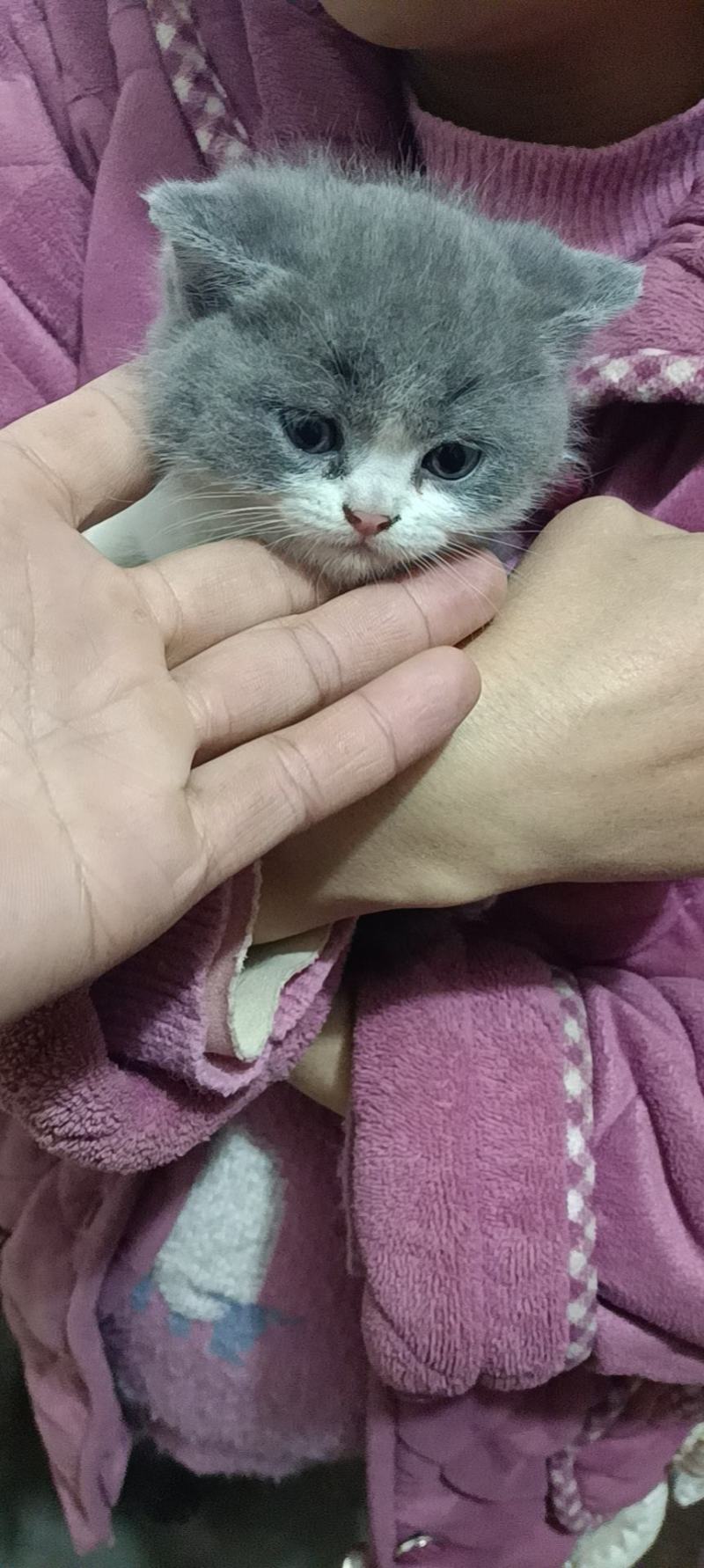 英短蓝猫