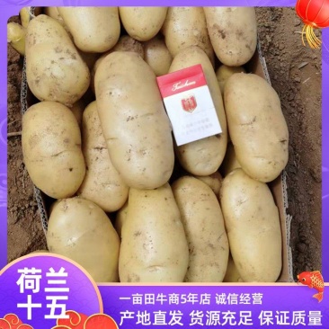 山东省万亩优质荷兰十五土豆，大量上市，代收，代发全国市场