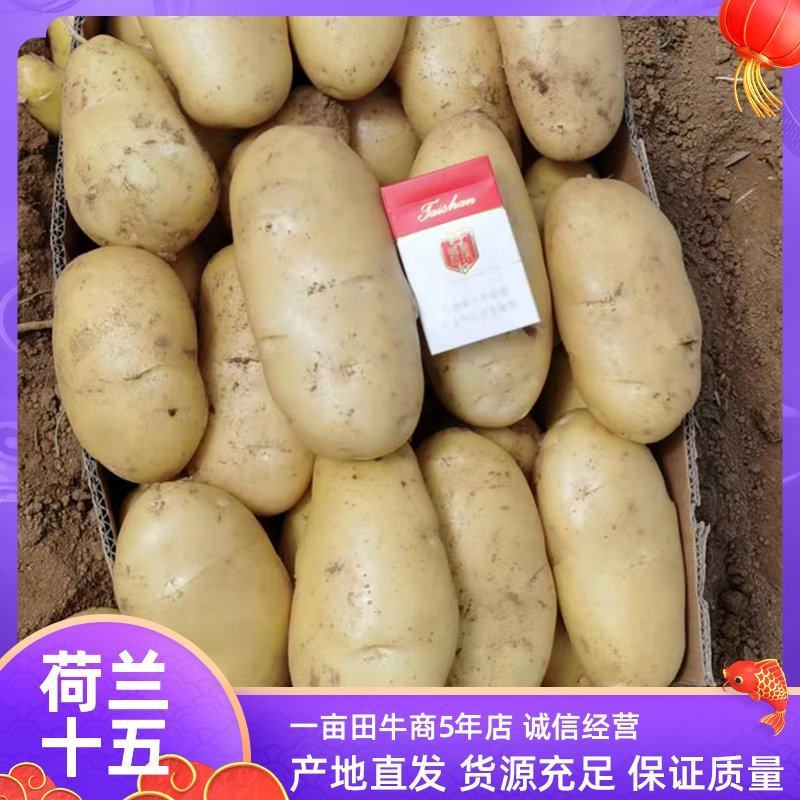 山东省万亩优质荷兰十五土豆，大量上市，代收，代发全国市场
