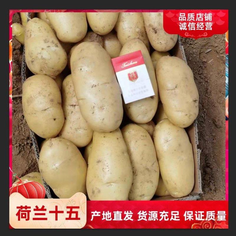 山东省泗水县土豆荷兰十五土豆万亩产地，代收代发全国市