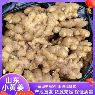 山东优质小黄姜常年供货，水洗加工，专业团队