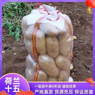 泗水县荷兰土豆，万亩产地，分级包装，一条龙服务