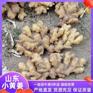 山东省济宁市泗水县小黄姜，质优价廉，要的速度