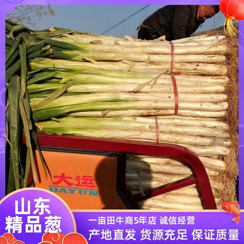 山东省济宁市长白大葱，万亩产地长期供货。