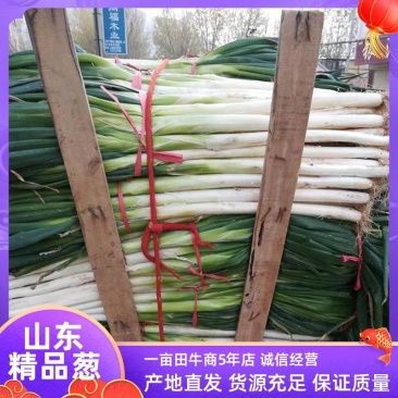 泗水县优质长白大葱大量上市，有需要的老板速度联系